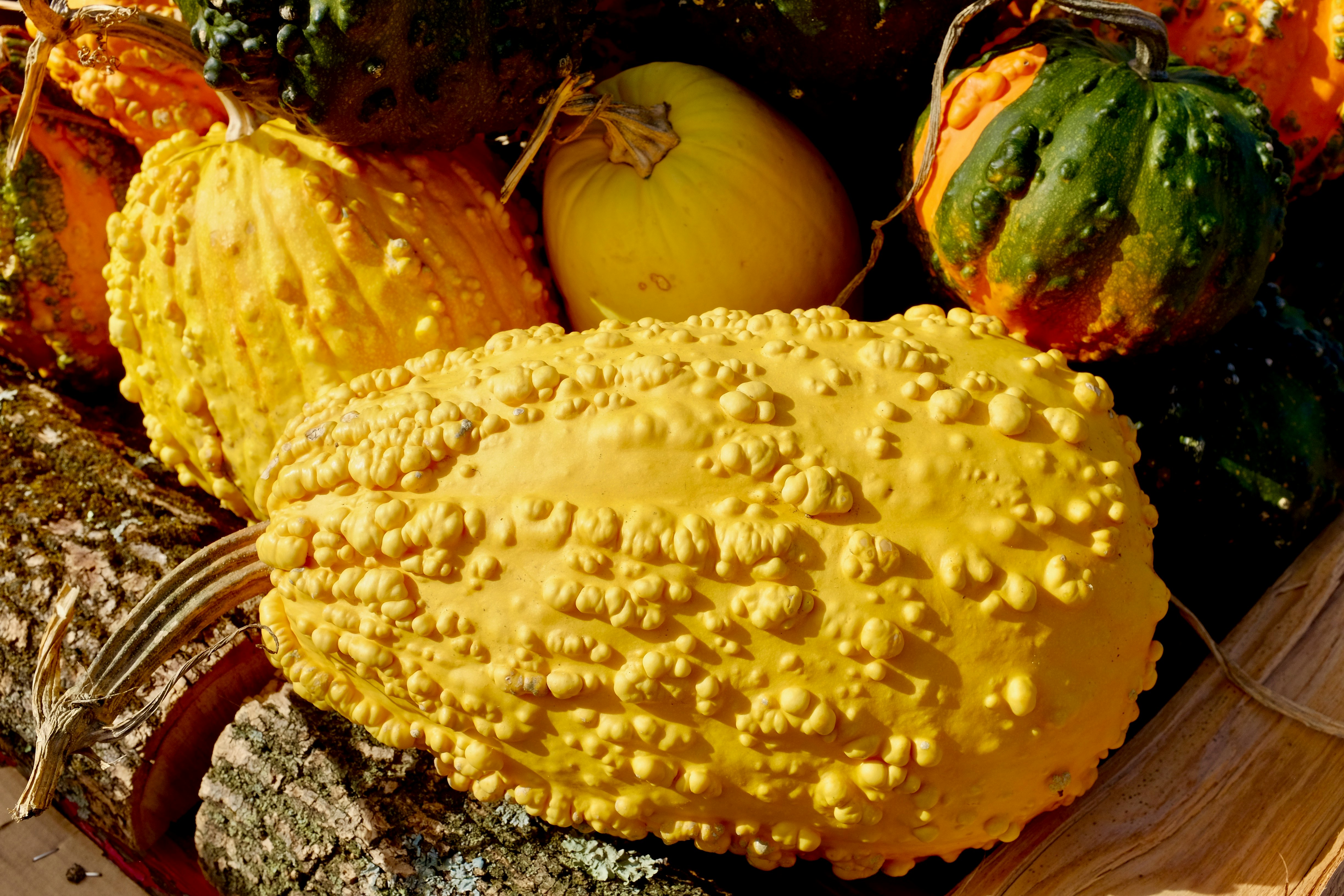 yellow and green squash on gray surface